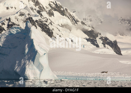 Una guarnizione di tenuta di Weddell tirata fuori su un iceberg in stretto di Gerlache separando la Palmer Arcipelago tra la Penisola Antartica Foto Stock