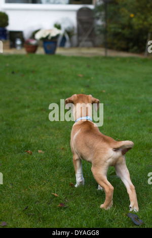 Puggle cane in giardino suburbano Foto Stock