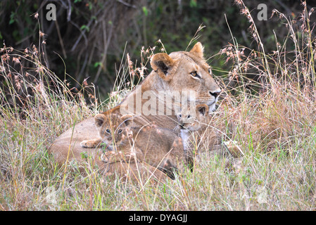 Una leonessa con i suoi cuccioli nel masai Mara national park, Kenya, Africa Foto Stock