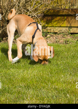 Puggle cane in giardino suburbano Foto Stock