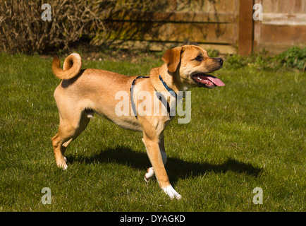 Puggle cane in giardino suburbano Foto Stock