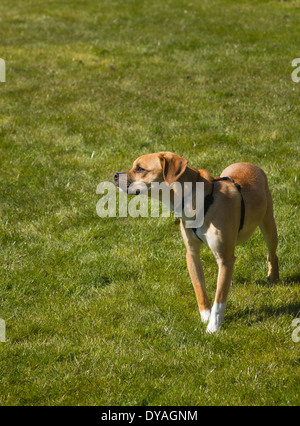 Puggle cane in giardino suburbano Foto Stock