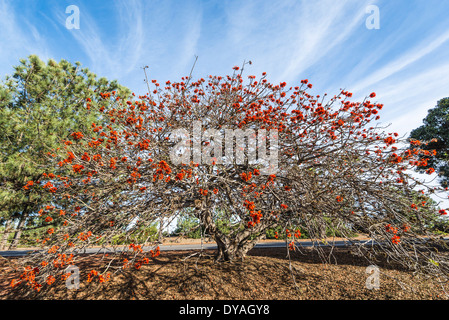 SOUTH AFRICAN CORAL TREE (Erythrina caffra). San Diego, California, Stati Uniti. Foto Stock