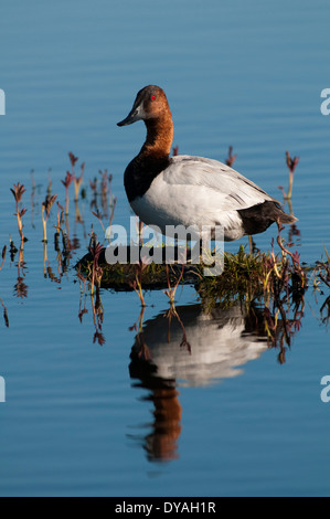 Marsh,Alaska,l'ancoraggio,Canvasback Duck Foto Stock