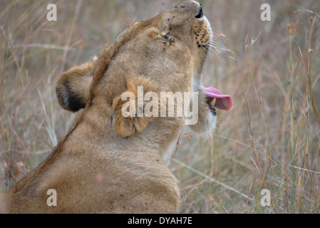 Una leonessa che sbadiglia nel masai Mara national park, Kenya, Africa Foto Stock