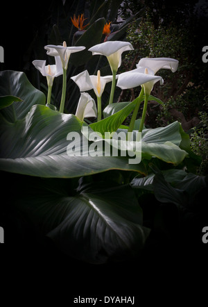 Gruppo di calla lilies in luce con grandi foglie testurizzato, nero vignette e copia dello spazio. Foto Stock