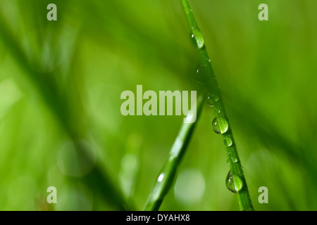 Vista macro di una lama di erba con goccioline di acqua Foto Stock