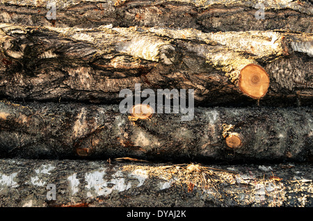 Pila di legno abbattuto i registri di betulla, orizzontale Foto Stock