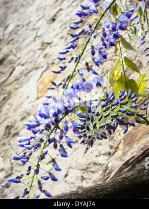 Il Glicine chiuso nella doccia a pioggia contro un muro di pietra Foto Stock