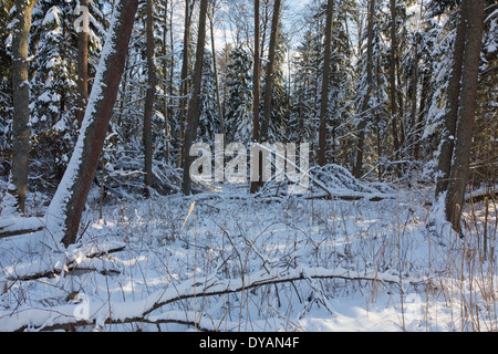 Nevicata dopo stand di latifoglie in mattinata con neve avvolto di abeti in gran parte Foto Stock