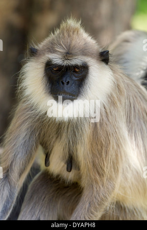 Grigio scimmia Langur in Anuradhapura, Sri Lanka Foto Stock