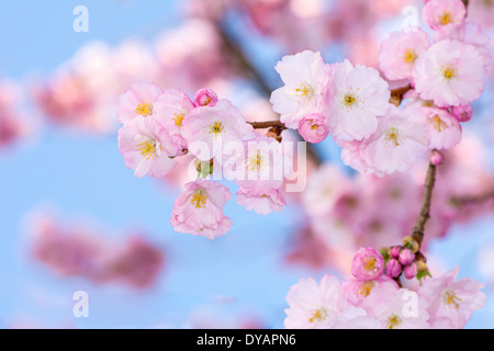 Rametto di un rosa fioritura ciliegio Foto Stock