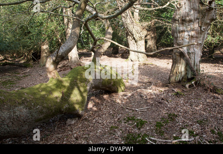 Morti antichi alberi di quercia nella storica città di foreste vergini, Staverton Thicks, Suffolk, Inghilterra Foto Stock