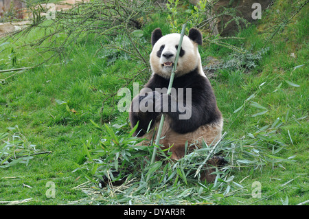 La Panda da Beauval Foto Stock