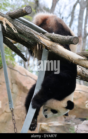 La Panda da Beauval Foto Stock