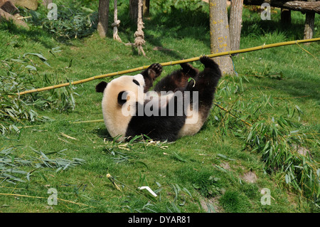 La Panda da Beauval Foto Stock