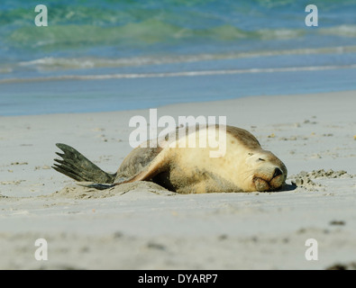 Australian Sea Lion (Neophoca cinerea), Kangaroo Island, Sud Australia, SA, Australia Foto Stock