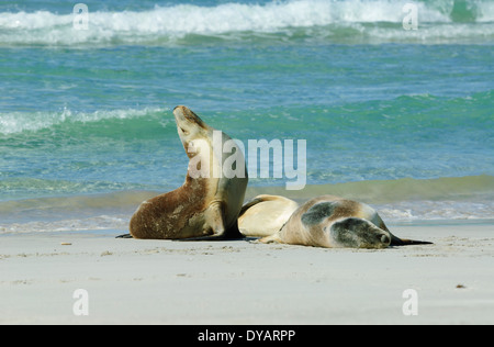 Leoni marini australiani (Neophoca cinerea) - "Kangaroo Island' - Australia del Sud Foto Stock