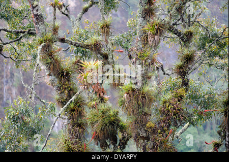 Gli epifiti compresi i muschi, licheni, orchidee e bromeliacee, crescere su un albero nel Pacifico cloud forest nelle highlands Occidentali Foto Stock