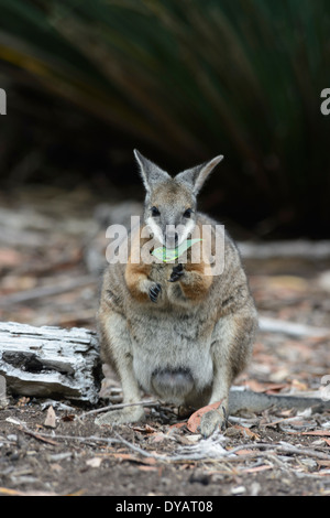 Tammar Wallaby (Macropus eugenii), Kangaroo Island, Sud Australia, SA, Australia Foto Stock