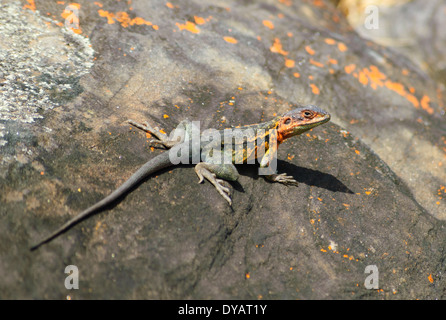 Bruno Dragon (Ctenophorus decresii), Kangaroo Island, Sud Australia, SA, Australia Foto Stock