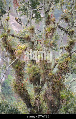 Gli epifiti compresi i muschi, licheni, orchidee e bromeliacee, crescere su un albero nel Pacifico cloud forest nelle highlands Occidentali Foto Stock