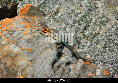 Bruno Dragon (Ctenophorus decresii), Kangaroo Island, Sud Australia, SA, Australia Foto Stock