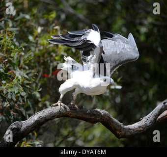 Bianco-mare panciuto-eagle (Haliaeetus leucogaster) Foto Stock