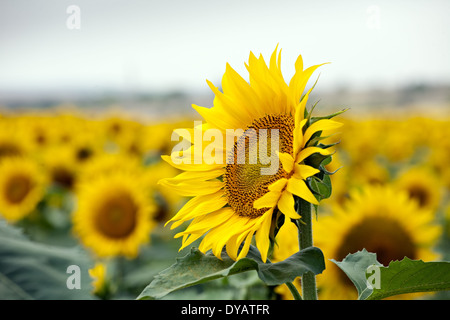 Un unico grande girasole su un ampio campo giallo dei girasoli sfondo Foto Stock