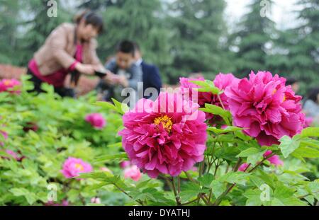 Xi'an, la Cina della provincia di Shaanxi. Xii Apr, 2014. I turisti scattare foto in un giardino con fiori di peonia in Xi'an, capitale della Cina nord-occidentale della provincia di Shaanxi, 12 aprile 2014. Credito: Liang Aiping/Xinhua/Alamy Live News Foto Stock