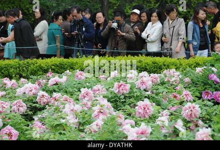 Xi'an, la Cina della provincia di Shaanxi. Xii Apr, 2014. Turisti in un giardino di fiori di peonia in Xi'an, capitale della Cina nord-occidentale della provincia di Shaanxi, 12 aprile 2014. Credito: Liang Aiping/Xinhua/Alamy Live News Foto Stock