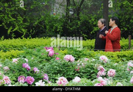 Xi'an, la Cina della provincia di Shaanxi. Xii Apr, 2014. Turisti in un giardino di fiori di peonia in Xi'an, capitale della Cina nord-occidentale della provincia di Shaanxi, 12 aprile 2014. Credito: Liang Aiping/Xinhua/Alamy Live News Foto Stock