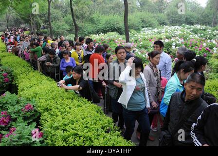 Xi'an, la Cina della provincia di Shaanxi. Xii Apr, 2014. Turisti in un giardino di fiori di peonia in Xi'an, capitale della Cina nord-occidentale della provincia di Shaanxi, 12 aprile 2014. Credito: Liang Aiping/Xinhua/Alamy Live News Foto Stock