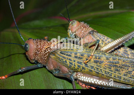 Close-up di accoppiamento marrone gigante Grilli (Tropidacris Dux), Dominical, Costa Rica Foto Stock