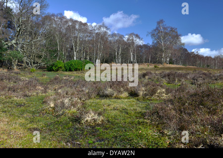 Matley Bog nella nuova foresta vicino a Lyndhurst, Hampshire Foto Stock