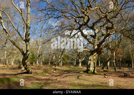 Rovere antico in legno Matley, New Forest National Park vicino a Lyndhurst, Hampshire Foto Stock