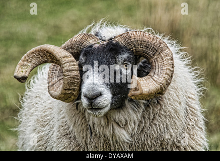 Scottish Blackface Ram ritratto Foto Stock