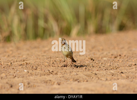 Bel maschio rosso-throated Pipit (Anthus cervinus) sul suolo Foto Stock