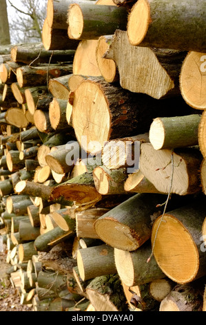 Legna da ardere impilati l'asciugatura Foto Stock