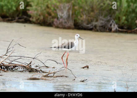 Bella black-winged stilt riattivazione in acqua Foto Stock