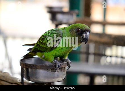 Bel maschio Senegal Parrot (Poicephalus senegalus) come il PET Foto Stock
