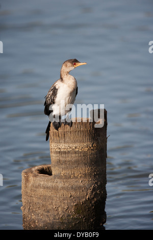 Long-tailed cormorano Phalacrocorax africanus Gambia, Africa occidentale BI025086 Foto Stock