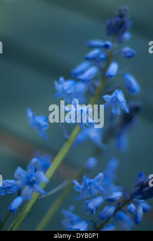 Hampshire, Regno Unito . Xii Apr, 2014. Inglese Bluebells fioritura nei giardini di tutto il sud dell'Inghilterra. Hampshire, Inghilterra, Regno Unito . Il 12 aprile 2014. Credito: Flashspix/Alamy Live News Foto Stock
