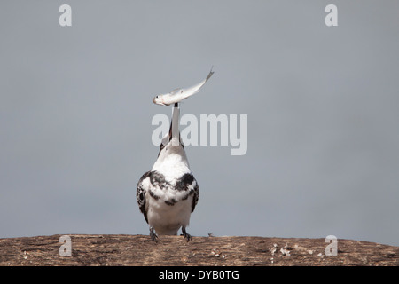 Pied Kingfisher - con pesce pescato Ceryle rudis Gambia, Africa occidentale BI025310 Foto Stock