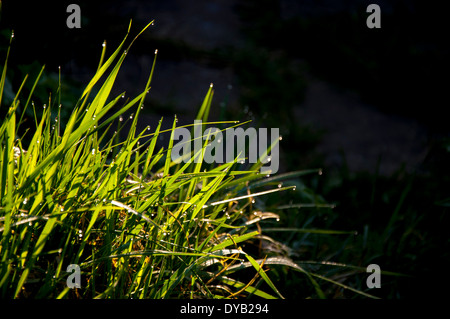 Rugiada di mattina su erba Foto Stock