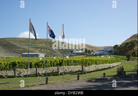 Esk Valley bird netting che copre la vite in Hawkes Bay regione della Nuova Zelanda Foto Stock