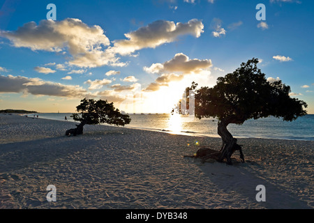 Alberi Dividivi sulla spiaggia da Aruba al tramonto Foto Stock