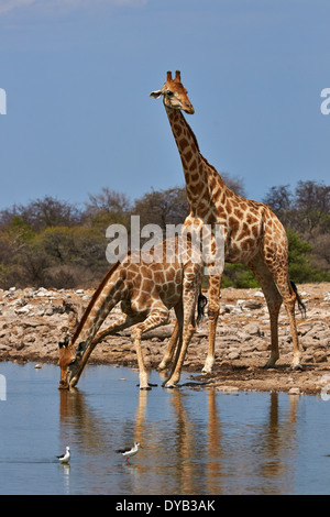 Due giraffe bere in un fiume nel Parco Nazionale Etosha Foto Stock