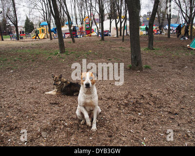 Lugansk, Ucraina. Xii Apr, 2014. cane nel parco di fronte ucraino ufficio regionale del servizio di sicurezza in Lugansk Credit: Igor Golovnov/Alamy Live News Foto Stock