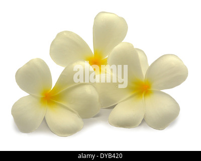 Fiori tropicali frangipani (plumeria) isolato su sfondo bianco Foto Stock